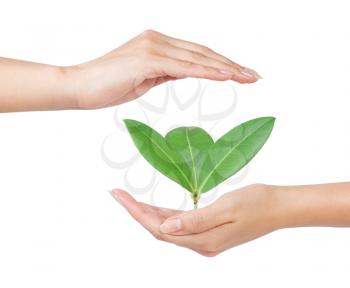Female hands holding and protecting green plant isolated on white background