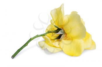 Beautiful yellow rose with drops isolated on white  background