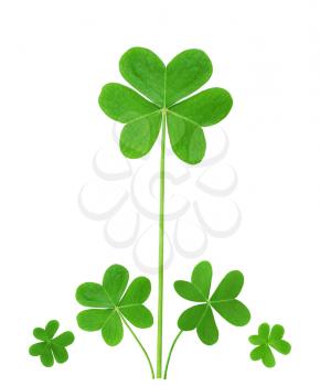 green clover  symbol of a St Patrick day isolated on white background