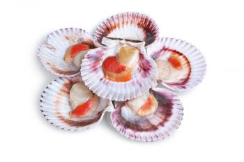 half a dozen fresh opened scallop shell isolated on white background