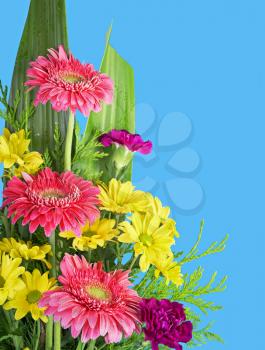 Colorful flowers bouquet isolated on blue background