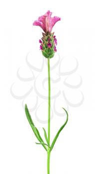 pink lavender flower isolated on  white background