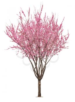 entire flowering sacura tree isolated on white background 