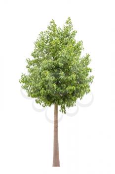 Green beautiful and young  ficus tree isolated on white background