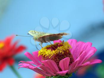 Royalty Free Photo of a Butterfly on a Pink Flower