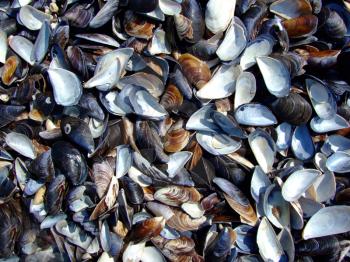 Royalty Free Photo of Seashells on the Beach