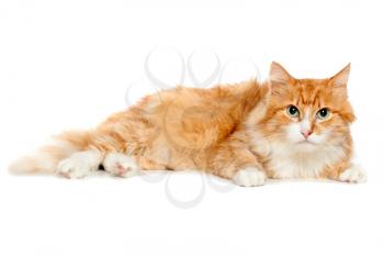 Royalty Free Photo of a Fluffy Cat