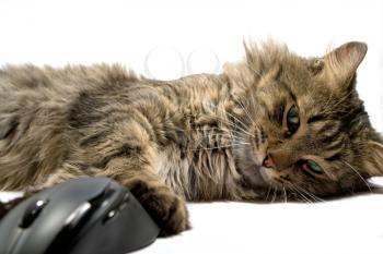 Royalty Free Photo of a Cat and Computer Mouse