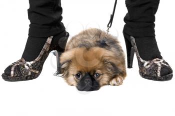 Royalty Free Photo of a Dog at a Woman's Feet