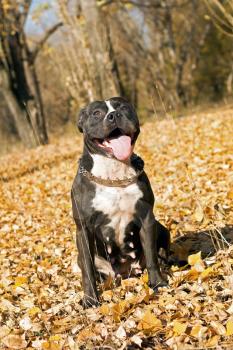 Royalty Free Photo of a Staffordshire Terrier in the Leaves