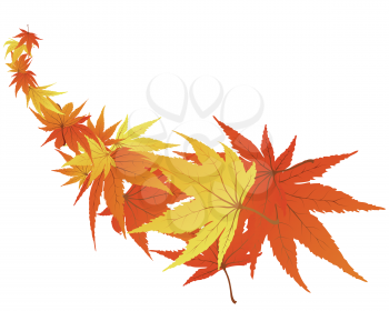 Royalty Free Clipart Image of Autumn Maple Leaves