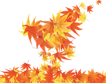 Twisted row of autumn  maples leaves. Vector illustration.