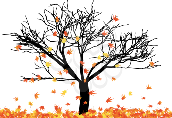 Naked autumn maple tree in its falling leaves.  Vector illustration.