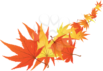 Twisted row of autumn  maples leaves. Vector illustration.