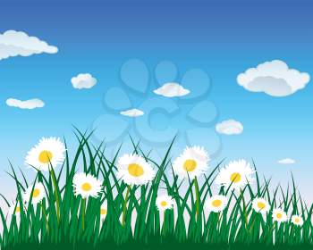 Meadow background with camomiles. All objects are separated. Vector illustration.
