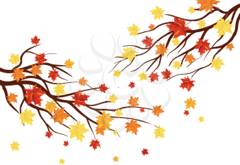 Autumn  Frame With Maple Leaves on Branches of Tree  Over White Background. Elegant Design with Text Space and Ideal Balanced Colors. Vector Illustration.