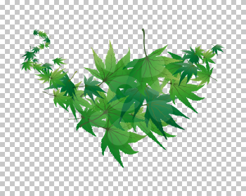 Twisted row of  maples leaves with transparency grid on back. Vector Illustration.