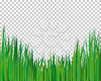 Grass background with transparency grid on back. Vector Illustration.
