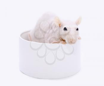 Royalty Free Photo of a Rat in a Dish