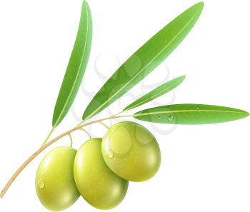 Vector illustration of detailed green olives with leaves on white background. 