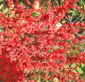 Royalty Free Clipart Image of a Colorful Bush