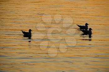 Royalty Free Photo of Seagulls on Water