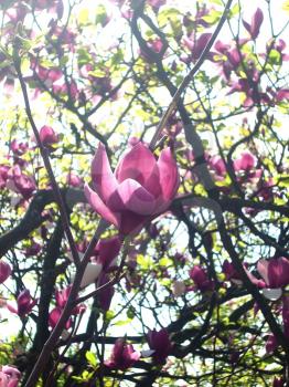 Royalty Free Photo of Magnolias