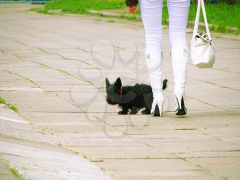 Royalty Free Photo of a Woman Walking a Dog