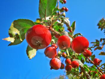 Royalty Free Photo of an Apple Tree