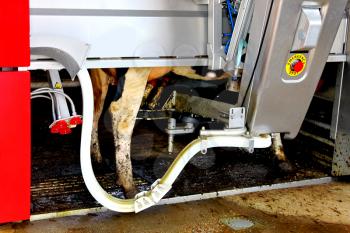 Cow in a computerized milking machine. Dutch farm