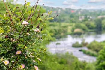Wild rose bush on a background of river rapids