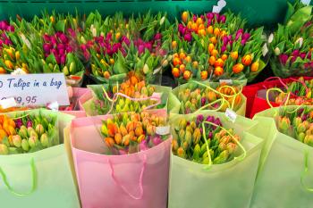 Selling colorful Dutch tulips in the bags, the Netherlands