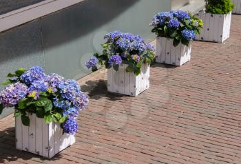 Wooden boxes with violet flowers hydrangea like a decoration on the sidewalk. Zandvoort, the Netherlands
