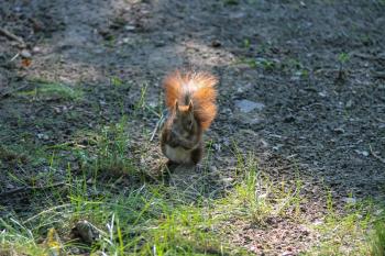 Red squirrel with nut in the city park