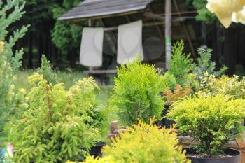 Coniferous plants in pots on background of old wooden garden house
