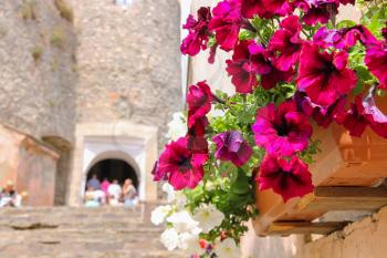 Blooming petunias against the backdrop of of old castle. Mukachevo, Ukraine