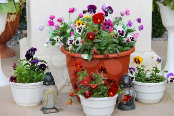Decorative flowers in pots and small glass lanterns