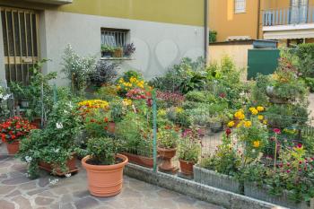 Small ornamental garden with flower pots near the house