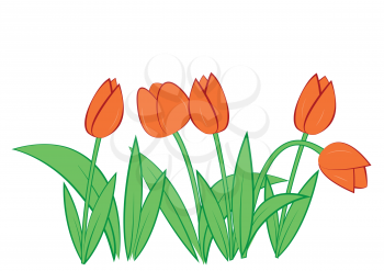 Royalty Free Clipart Image of a Tulips on White Background 