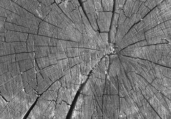 Royalty Free Photo of the Cracks on a Wood Stump