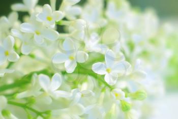 Blooming delicate flowers. White spring flower love romantic background.  Clean springtime petals. Gentle vibrant fresh blossom. Bright positive inspirational backdrop.