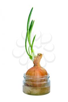 Royalty Free Photo of Sprouted Bulbs in a Jar