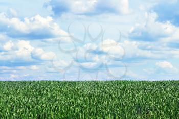 Royalty Free Photo of a Grassy Field