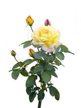 Royalty Free Photo of Yellow Roses