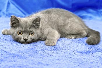 British breed kitten smoky-gray color while playing