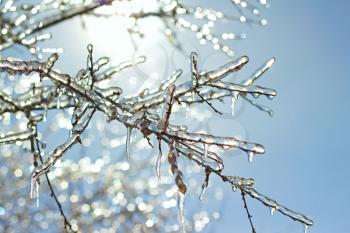 icy tree branches close-up in the sunlight