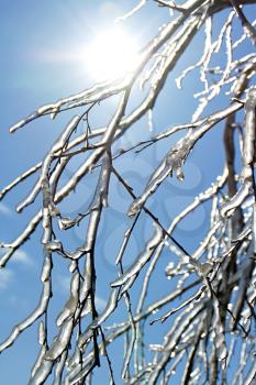 icy tree branches close-up in the sunlight