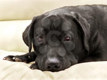 image dog breed black labrador close up