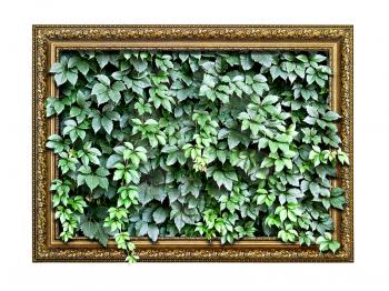 frame  with green leaves inside isolated on white background