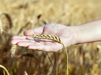spica wheat lying on a female palm